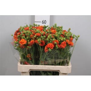 Geum Tropic Tempest