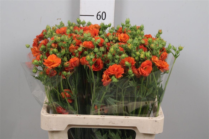 <h4>Geum Tropic Tempest</h4>