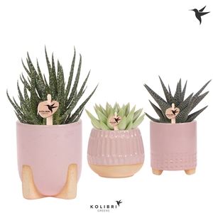 Kolibri Greens Succulenten mix in Desert pot pink