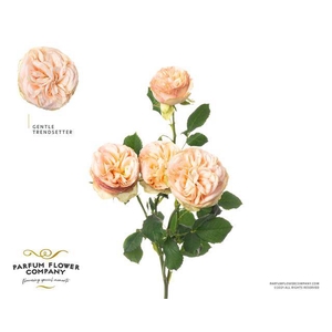 Rosa spray gentle trendsetter