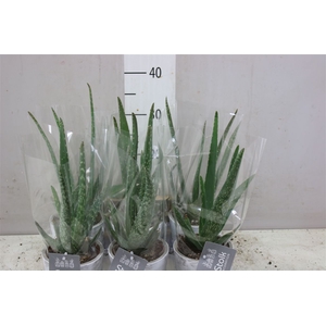 Aloe Vera White Wash Keramiek