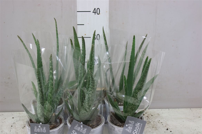 <h4>Aloe Vera White Wash Keramiek</h4>