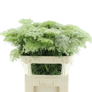 AMMI VISNAGA