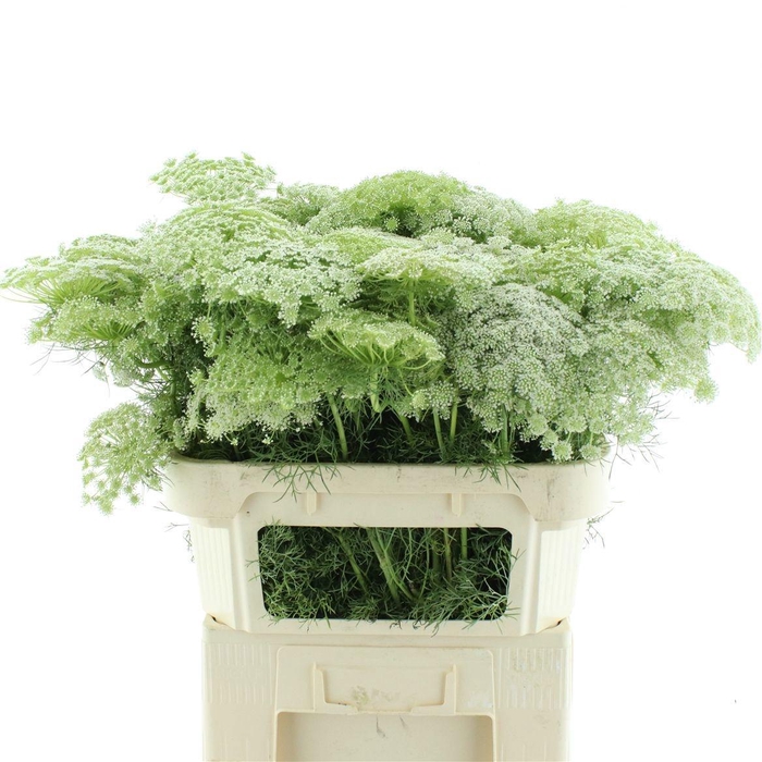 <h4>AMMI VISNAGA</h4>