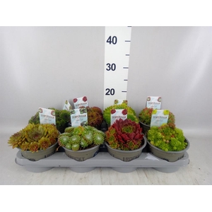 Sempervivum   ...mix
