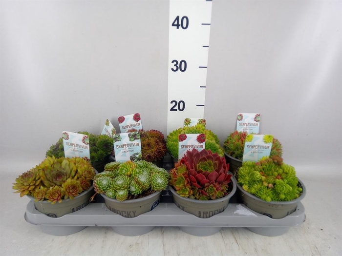 <h4>Sempervivum   ...mix</h4>