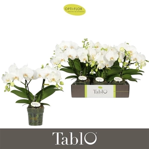 Phalaenopsis overig wit