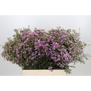 Chamelaucium Pirouette