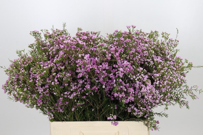 <h4>Chamelaucium Pirouette</h4>