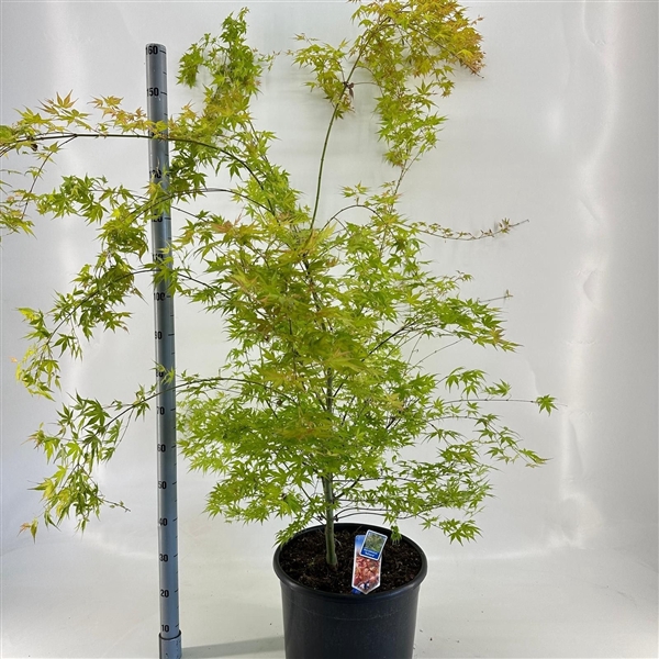 <h4>Acer pal. 'Katsura'</h4>