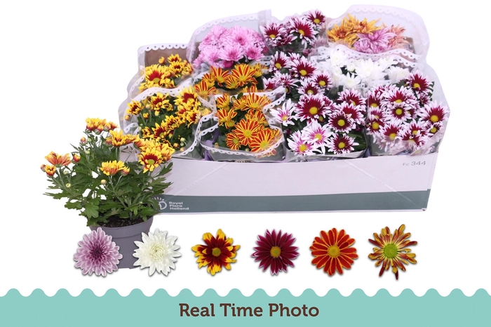 <h4>CHRYS GEM 6 KL</h4>