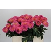 Dahlia Esli