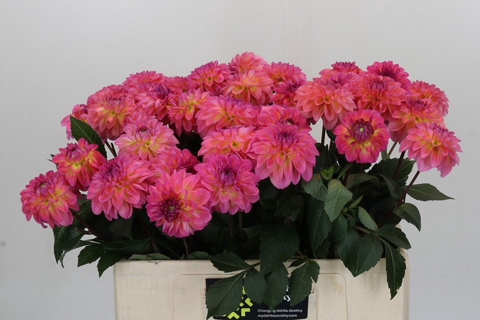 Dahlia Esli