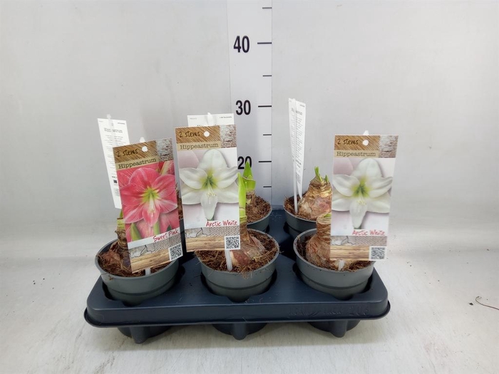 <h4>Hippeastrum   ...</h4>