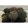 Thymus vulgaris