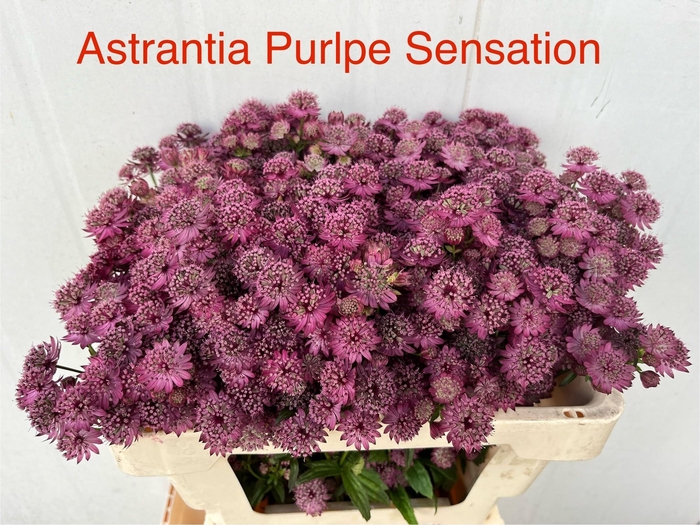 <h4>Astr Purple Sensatio</h4>