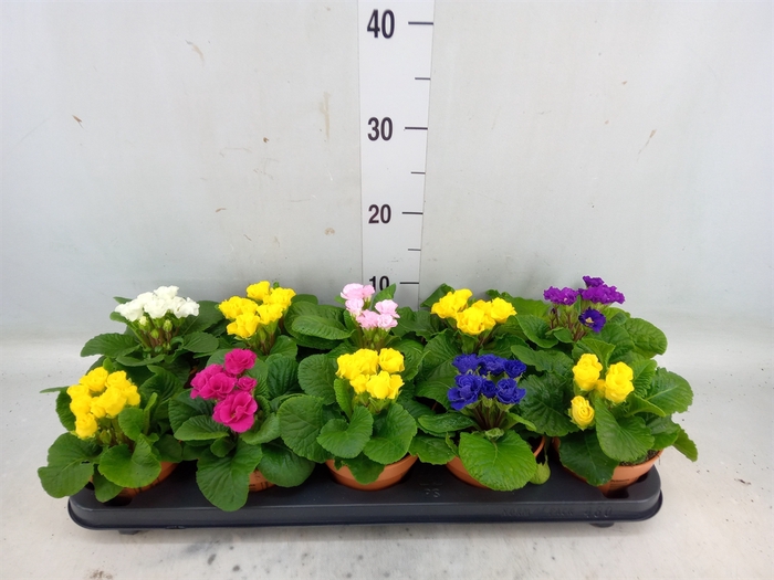 <h4>Primula ac.   ...</h4>