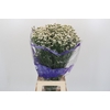 Limonium sinensis White Diamond