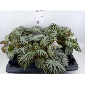 Begonia BD  'Silver Jewell'