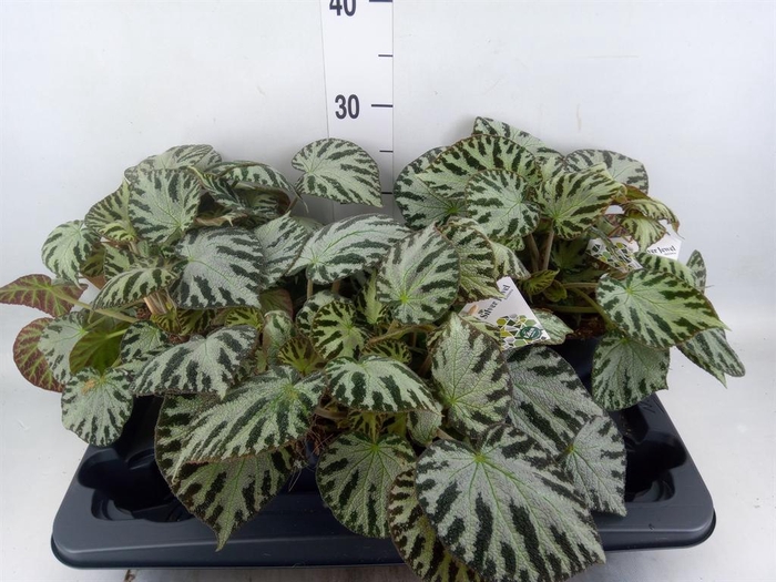 <h4>Begonia BD  'Silver Jewell'</h4>