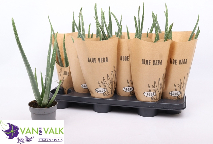 <h4>ALOE VERA</h4>