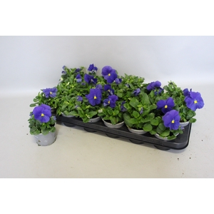 Viola wittrockiana F1 True blue