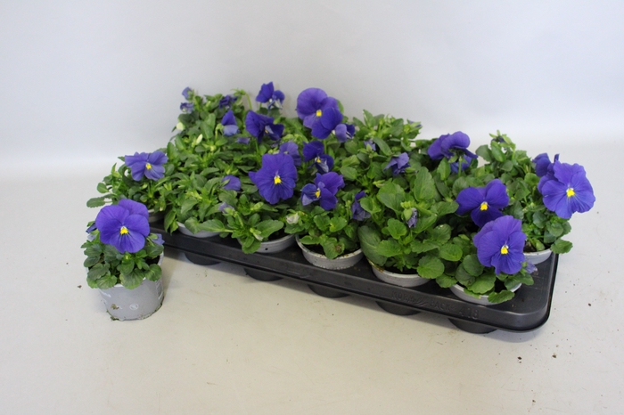 Viola wittrockiana F1 True blue