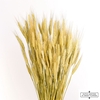 Dried Triticale Natural Bunch