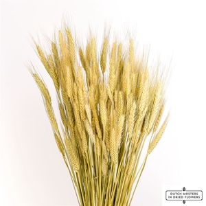 Dried Triticale Natural Bunch