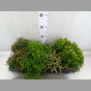 Rhipsalis   ...