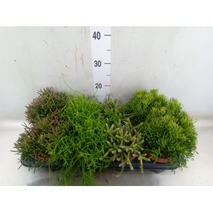 Rhipsalis   ...