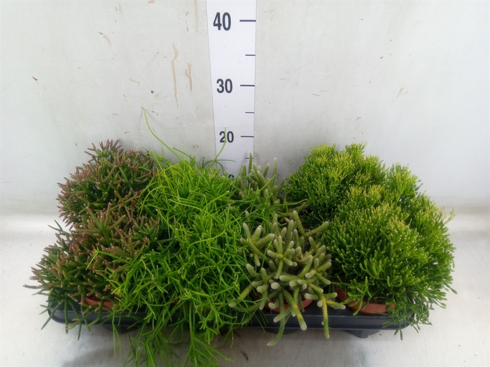 <h4>Rhipsalis   ...</h4>