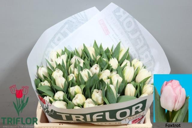 <h4>TU DU FOXTROT</h4>