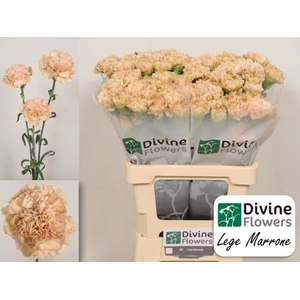 Dianthus ST 'Lege Marrone'