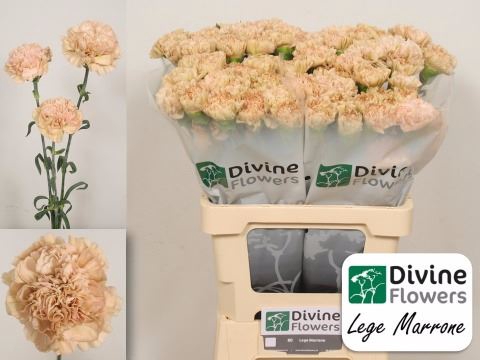 <h4>Dianthus ST 'Lege Marrone'</h4>