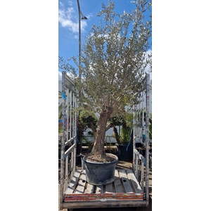 OLEA EUROPAEA