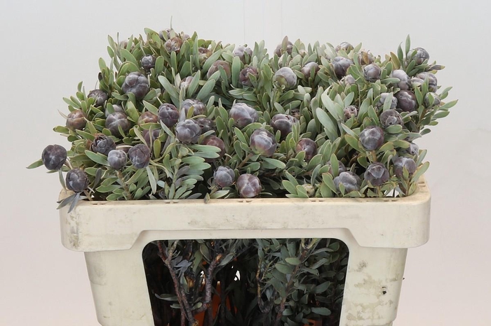 <h4>Kaaps Groen Pubescens</h4>