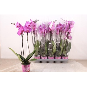 PHAL OV ROZE