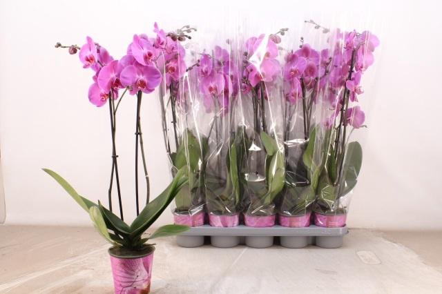 <h4>PHAL OV ROZE</h4>