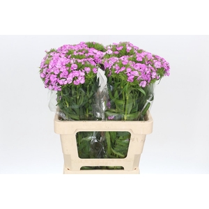 Dianthus Br Melian