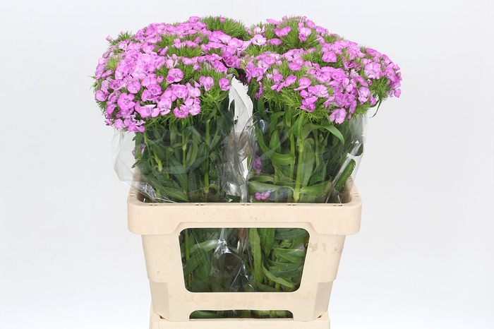 <h4>Dianthus Br Melian</h4>