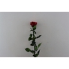Ro Pres Stem 50cm Red