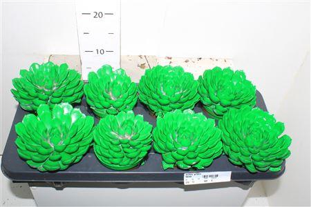 <h4>Echev Green</h4>