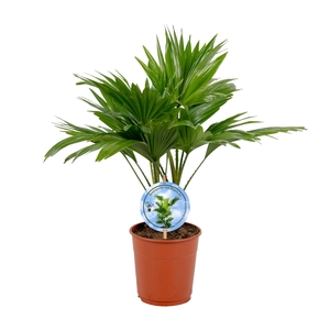Livistona rotundifolia 12 cm Disc Etiket Lucht Zuiverend
