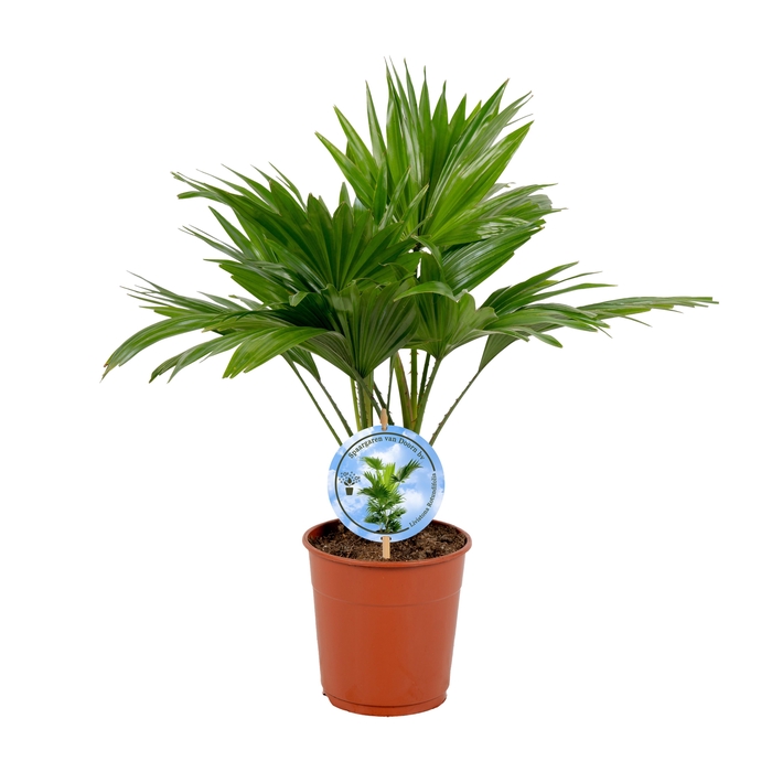 <h4>Livistona rotundifolia 12 cm Disc Etiket Lucht Zuiverend</h4>