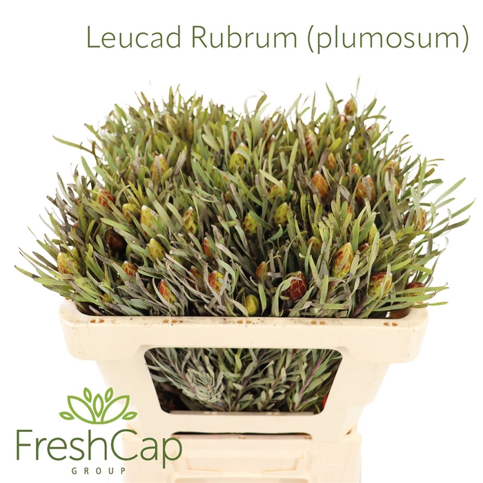 <h4>Leucad Rubrum (plumosum)</h4>