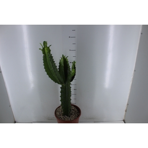 CACTUS EUPHORBIA MANDACARU P24