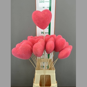 HART FLOCK ROSE 12 CM XL