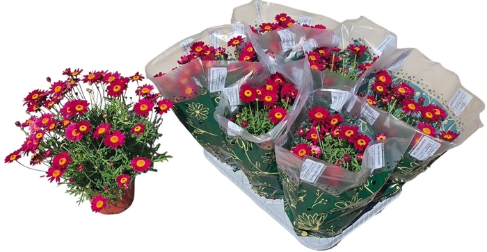 <h4>ARG GIUDITTA</h4>