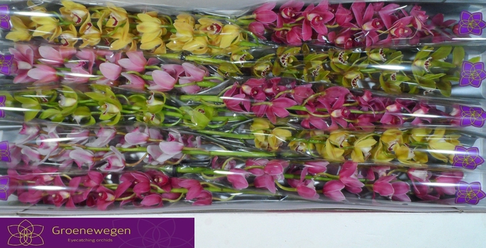 <h4>CYMB MI GEM</h4>